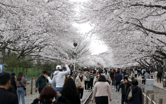 금요일인 1일 오후 경남 창원시 진해구 경화역 공원을 찾은 상춘객이 만개한 벚꽃을 구경하고 있다.  매년 열리던 진해군항제는 코로나19 영향으로 3년째 취소됐다. 2022.4.1  연합뉴스