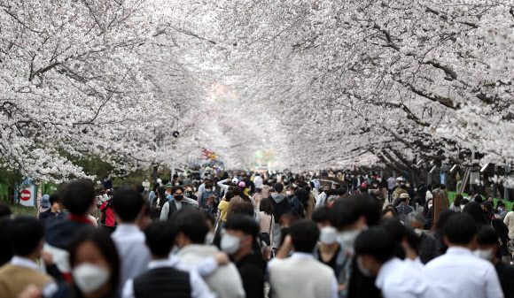 금요일인 1일 오후 경남 창원시 진해구 경화역 공원을 찾은 상춘객이 매년 열리던 진해군항제는 코로나19 영향으로 3년째 취소됐다. 2022.4.1  연합뉴스