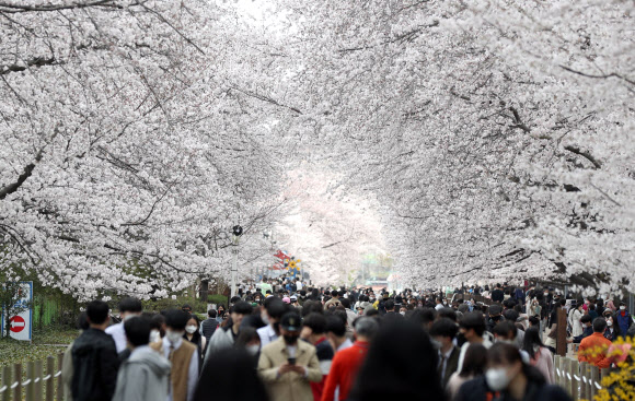 금요일인 1일 오후 경남 창원시 진해구 경화역 공원을 찾은 상춘객이 만개한 벚꽃을 구경하고 있다.  매년 열리던 진해군항제는 코로나19 영향으로 3년째 취소됐다. 2022.4.1  연합뉴스