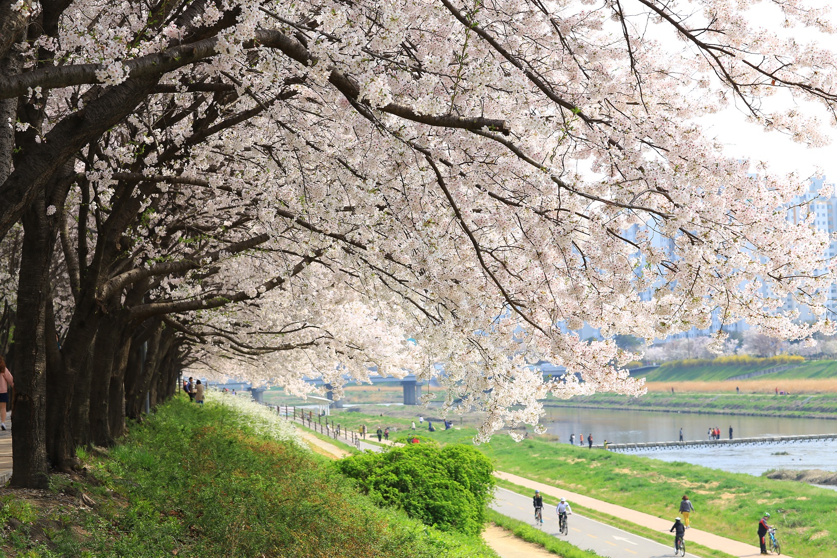벚꽃이 활짝 핀 금천구 안양천.<br>서울시 제공