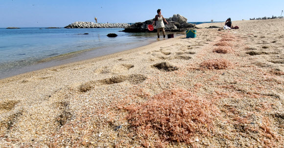 난바다곤쟁이 떼죽음한 강릉 영진해변