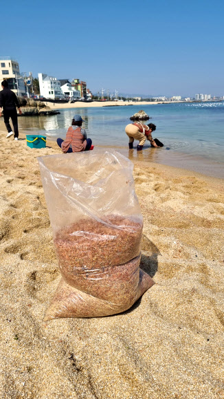 강릉 영진해변서 작은 새우 떼죽음