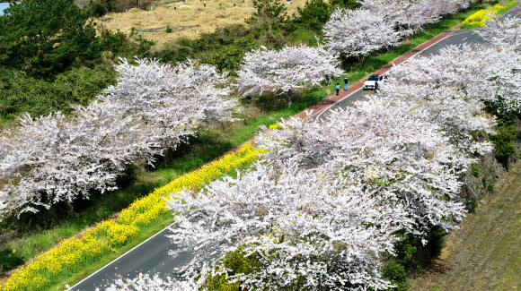 봄꽃 만발한 제주 녹산로