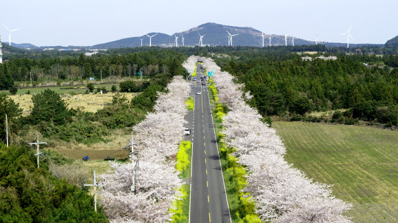 봄꽃 만발한 제주 녹산로