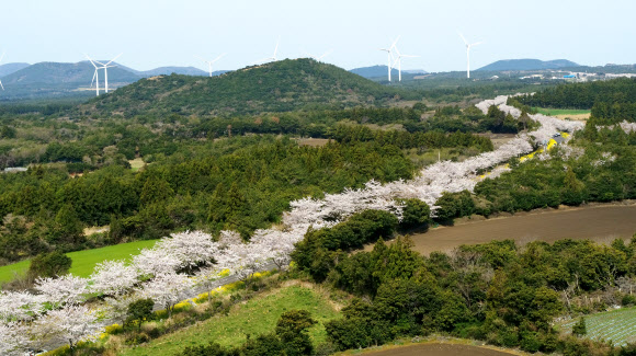 봄꽃 만발한 제주 녹산로