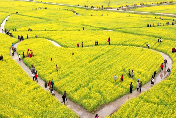 “활짝 핀 유채꽃 구경 오세요” 부산 대저생태공원 개방