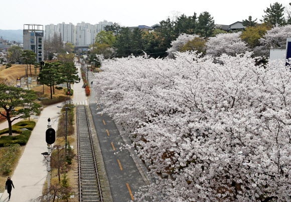 활짝 핀 벚꽃