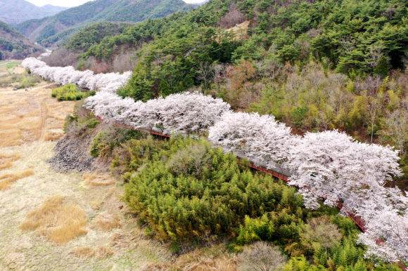 굽이 굽이 벚꽃길