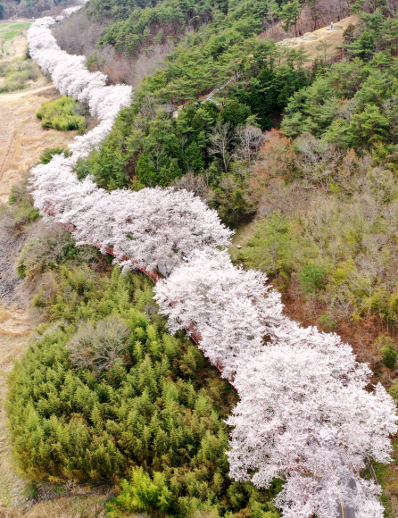 굽이 굽이 벚꽃길