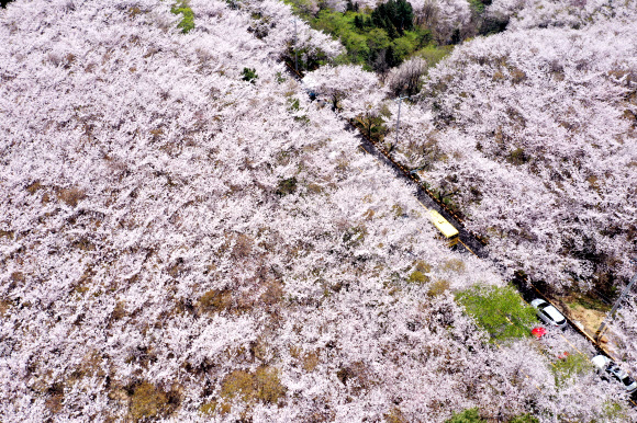 절정 향해가는 봄