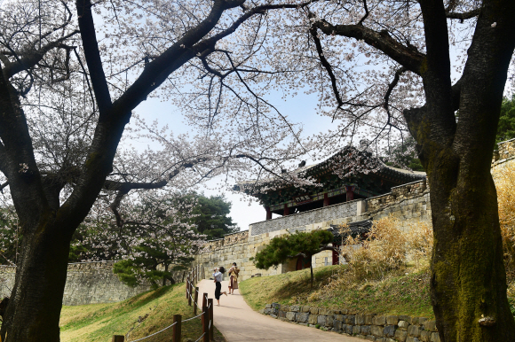 청주 상당산성 남문 일대는 옛 성곽과 화사한 벚꽃이 어우러져 독특한 미감을 안겨 준다.