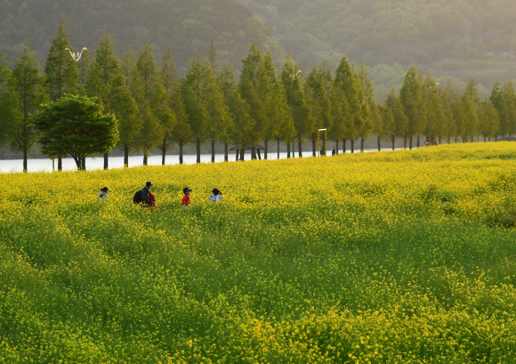 무려 34만평에 달하는 남지유채꽃밭.