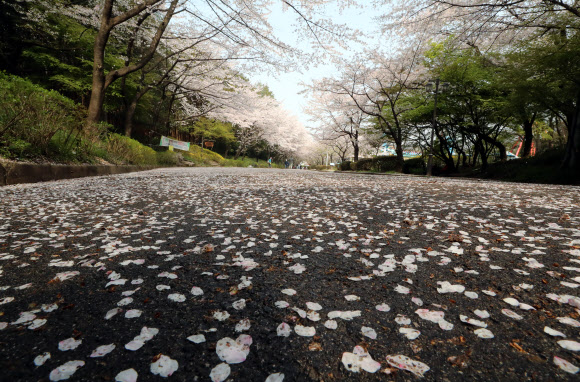 우박에  벚꽃 ‘우수수’