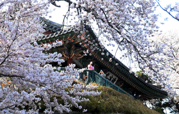 경포대 벚꽃 만개