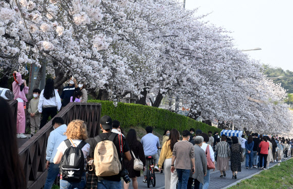 벚꽃축제는 취소…벚꽃 인파는 북적
