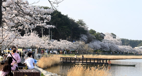 경포대 벚꽃 만개