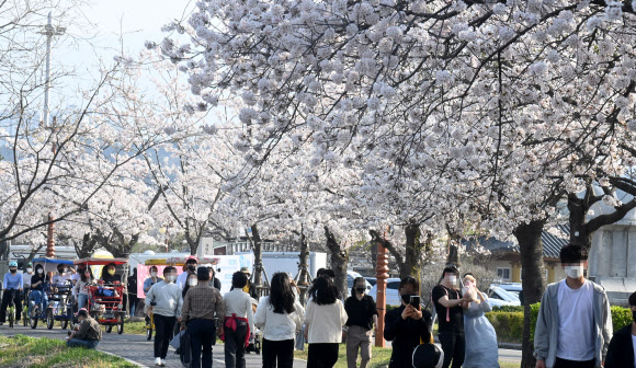 경포대 벚꽃놀이 즐기는 관광객