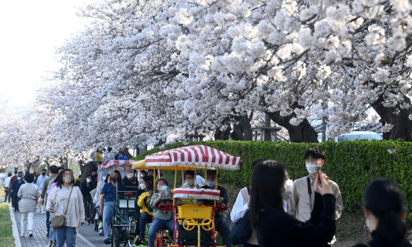 경포대 벚꽃놀이 즐기는 관광객