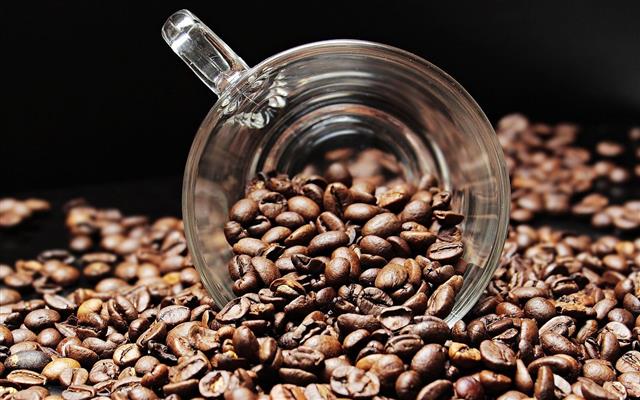 커피 맛을 좌우하는 데에는 여러 요소가 있지만 커피 콩의 품질도 중요하다. 지구온난화와 여러 요인 때문에 새와 벌이 감소하면서 커피 콩 품질 하락으로 커피의 맛이 저하될 수 있다는 연구 결과가 나왔다. 픽사베이 제공