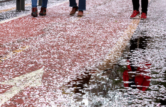 떨어진 벚꽃길을 걸으며