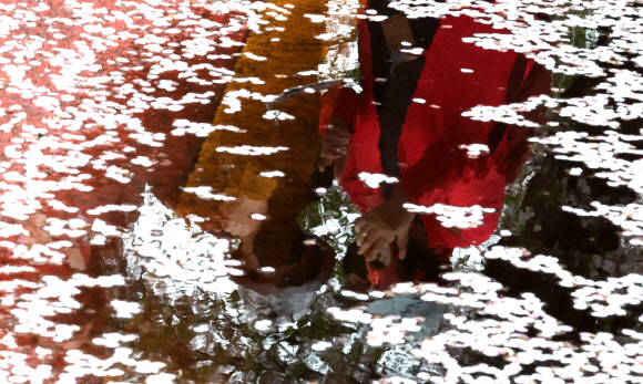 떨어진 벚꽃이 아쉬운 여심