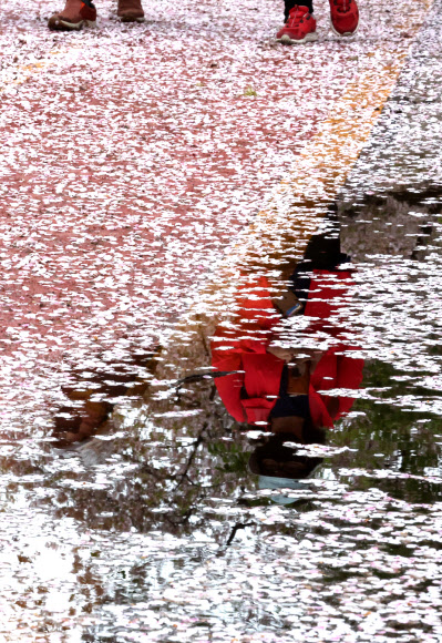 떨어진 벚꽃길을 걸으며