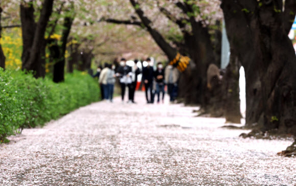 벚꽃길 추억 만들기