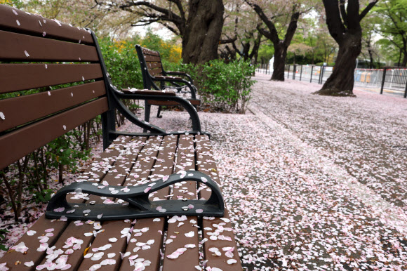 벚꽃 떨어진 윤중로