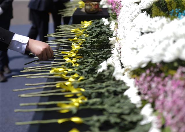 세월호 희생자들에게 바치는 국화꽃 한 송이