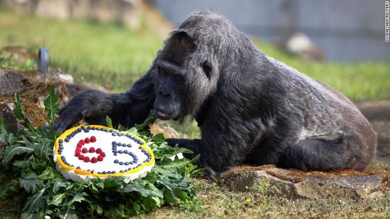 세계 최고령 고릴라 파투가 지난 13일 독일 베를린 동물원에서 65세 생일을 맞아 과일이 든 떡을 받고 있다. CNN 캡처