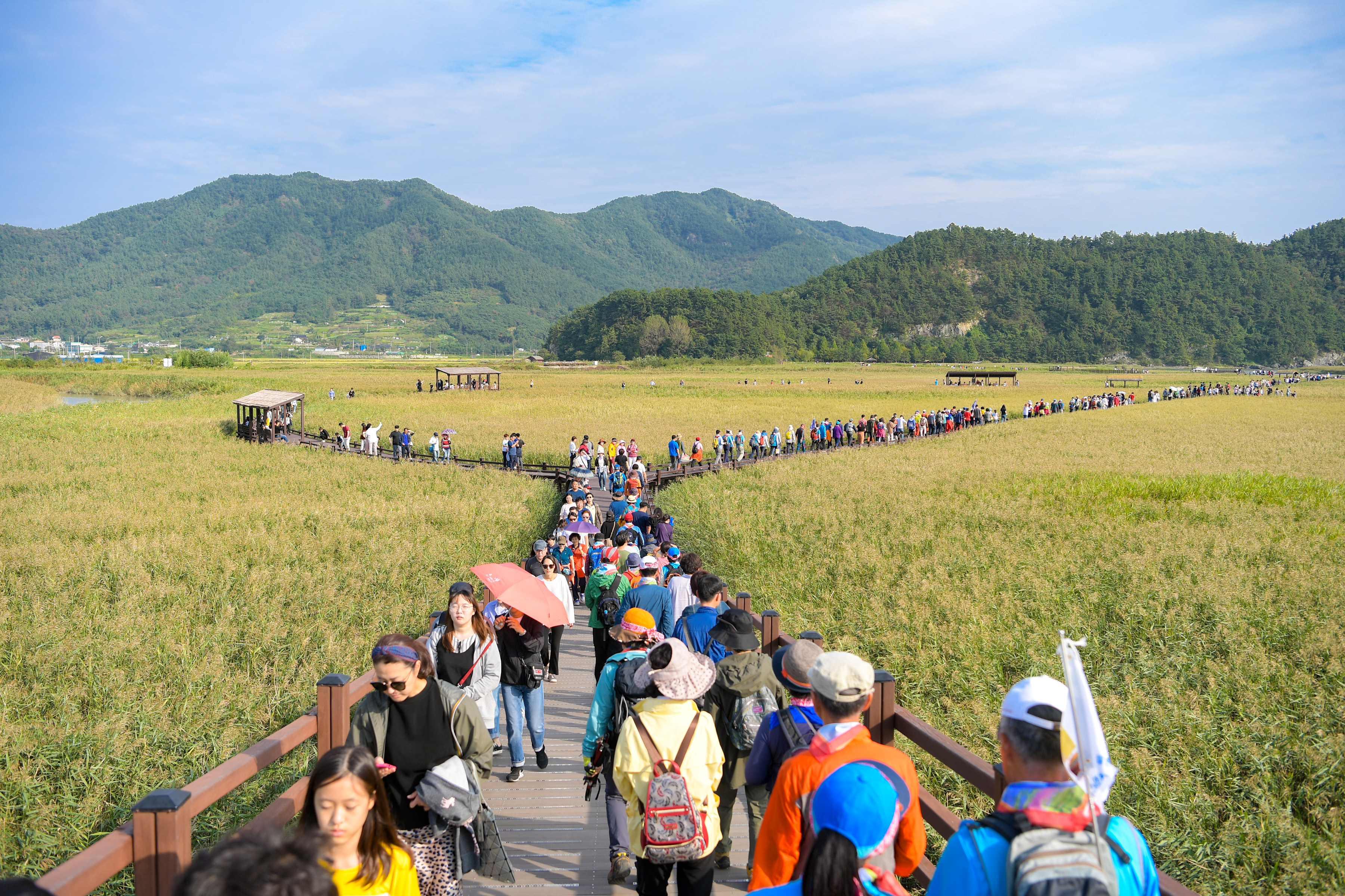 세계 5대 연안습지로 한해 500만명 이상이 찾는 순천만의 갈대 데크길을 관광객들이 걷고 있다.