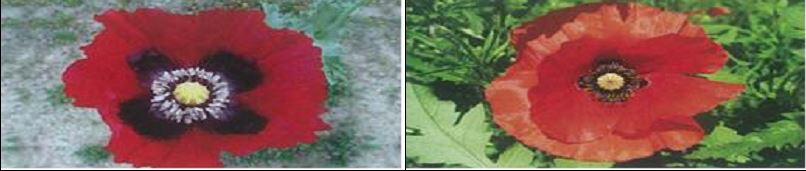 왼쪽 모양 꽃이 핀 양귀비가 단속 대상이다. 보령해양경찰서 제공