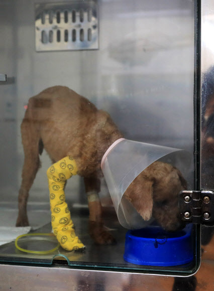 동물보호센터서 치료받는 학대 푸들