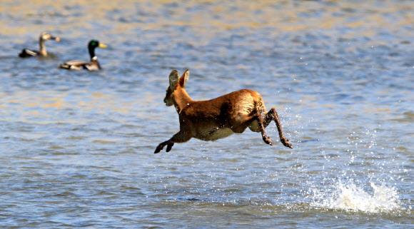 역동적인 남대천의 봄