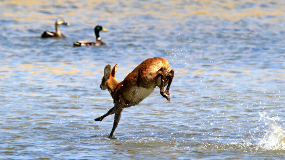 역동적인 남대천의 봄