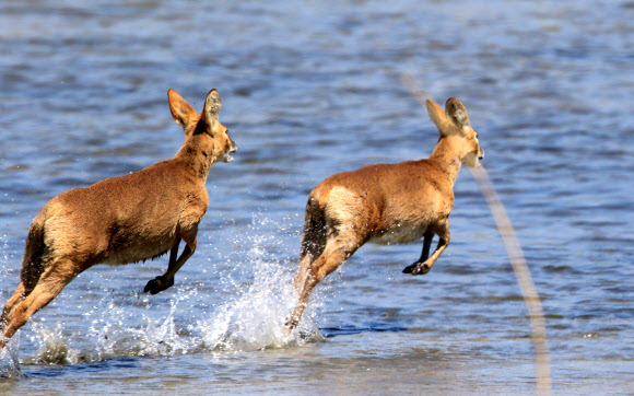 강 건너는 고라니