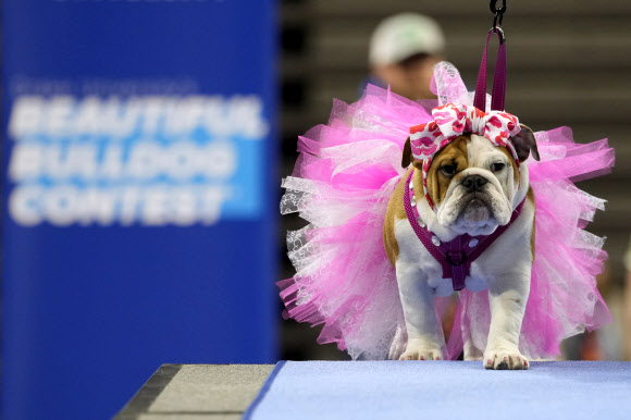 게일라 피셔의 불독 ‘메이지’