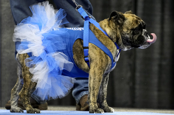 라파엘 토레스가 소유한 ‘벨라’