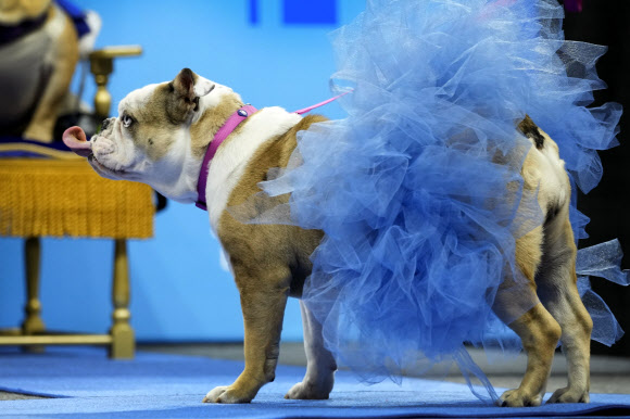 도날드 스페인이 소유한 ‘머핀’