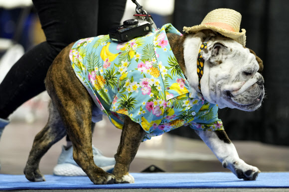 사라의 불독 ‘윈스턴 비숍’