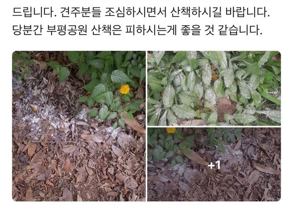 인천의 한 공원에서 강아지가 백색 가루를 흡입하고 쓰러졌다는 신고가 접수됐다. 온라인 커뮤니티 캡처