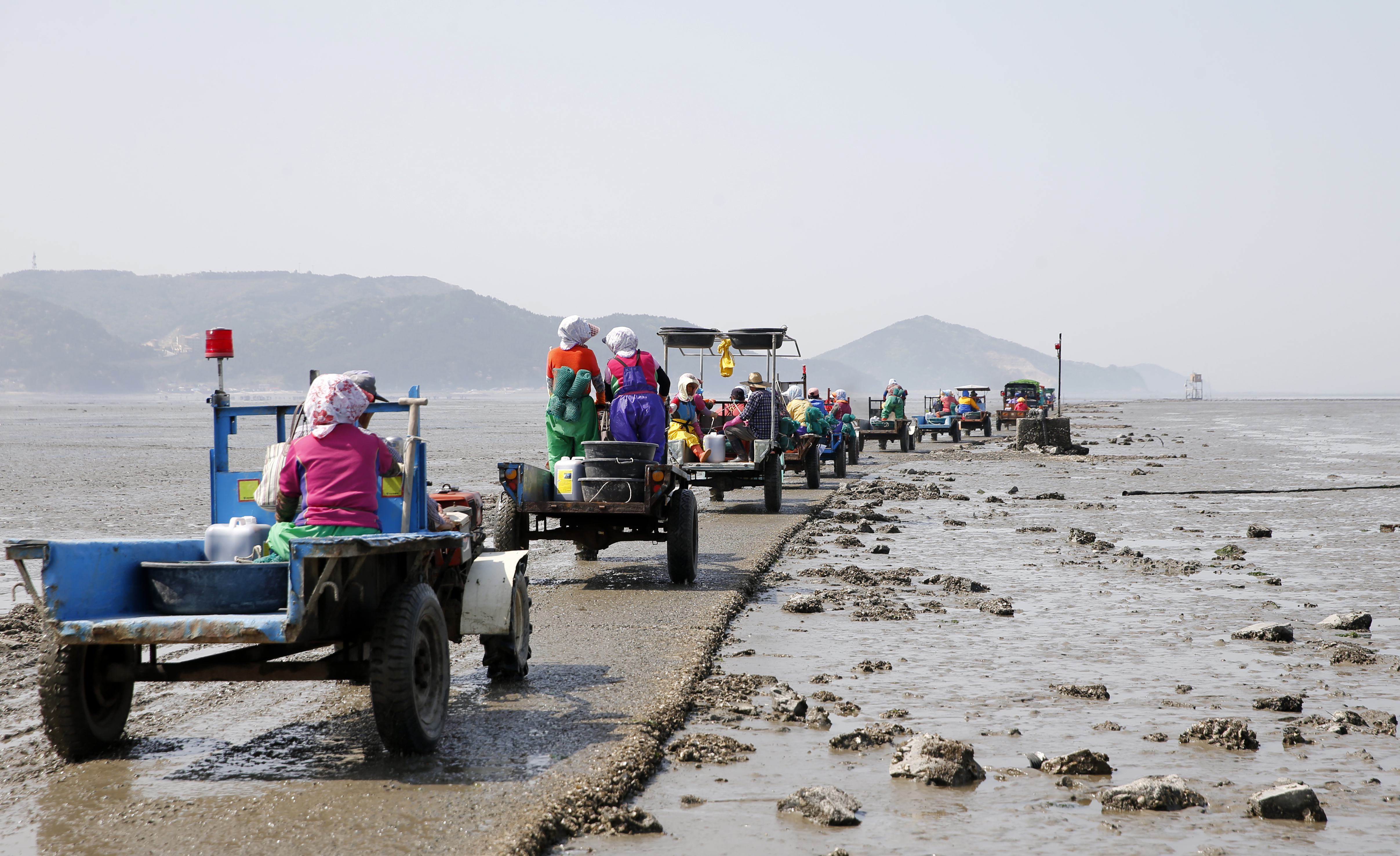 충남 태안 어민들이 경운기를 타고 수산물 채취 공동작업에 나서고 있다. 태안군 제공