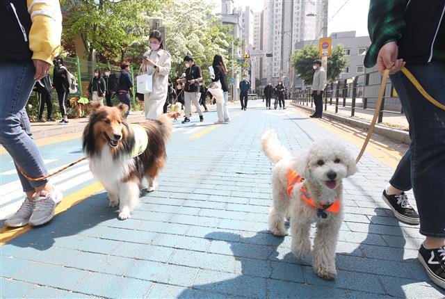 ‘산책도 하고 동네도 지키고’ 반려견 순찰대
