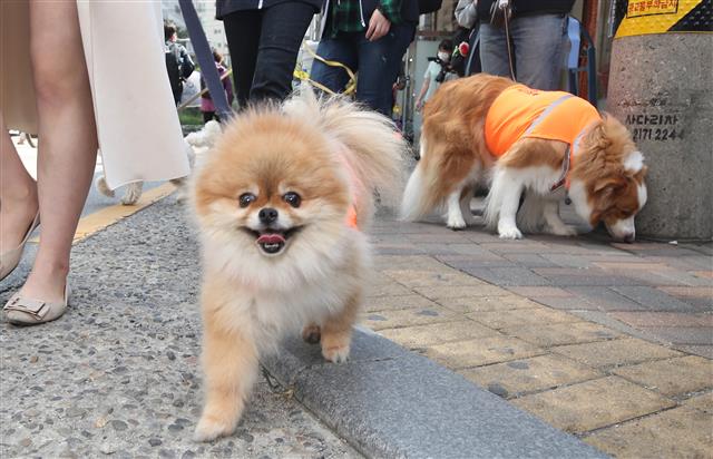 ‘반려견 순찰대 나가신다’