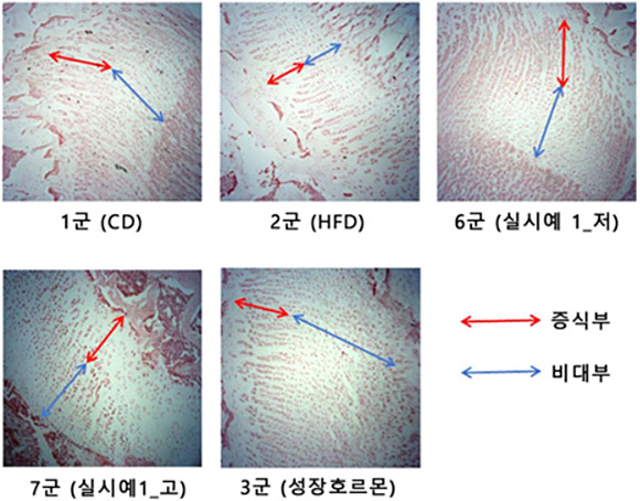 동물실험 성장판 측정 결과. 웰레스트 제공