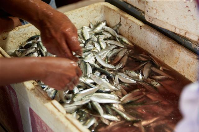 인도네시아 발리 어시장에서 청어 등 작은 생선들을 골라 내고 있는 모습.