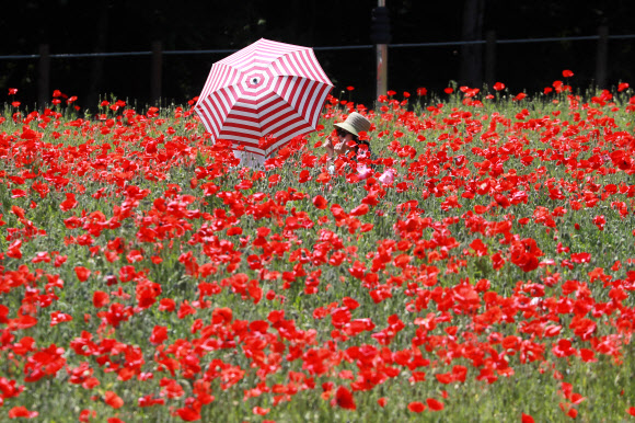 만개한 붉은 양귀비꽃