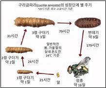 구리금파리의 성장 단계별 주기