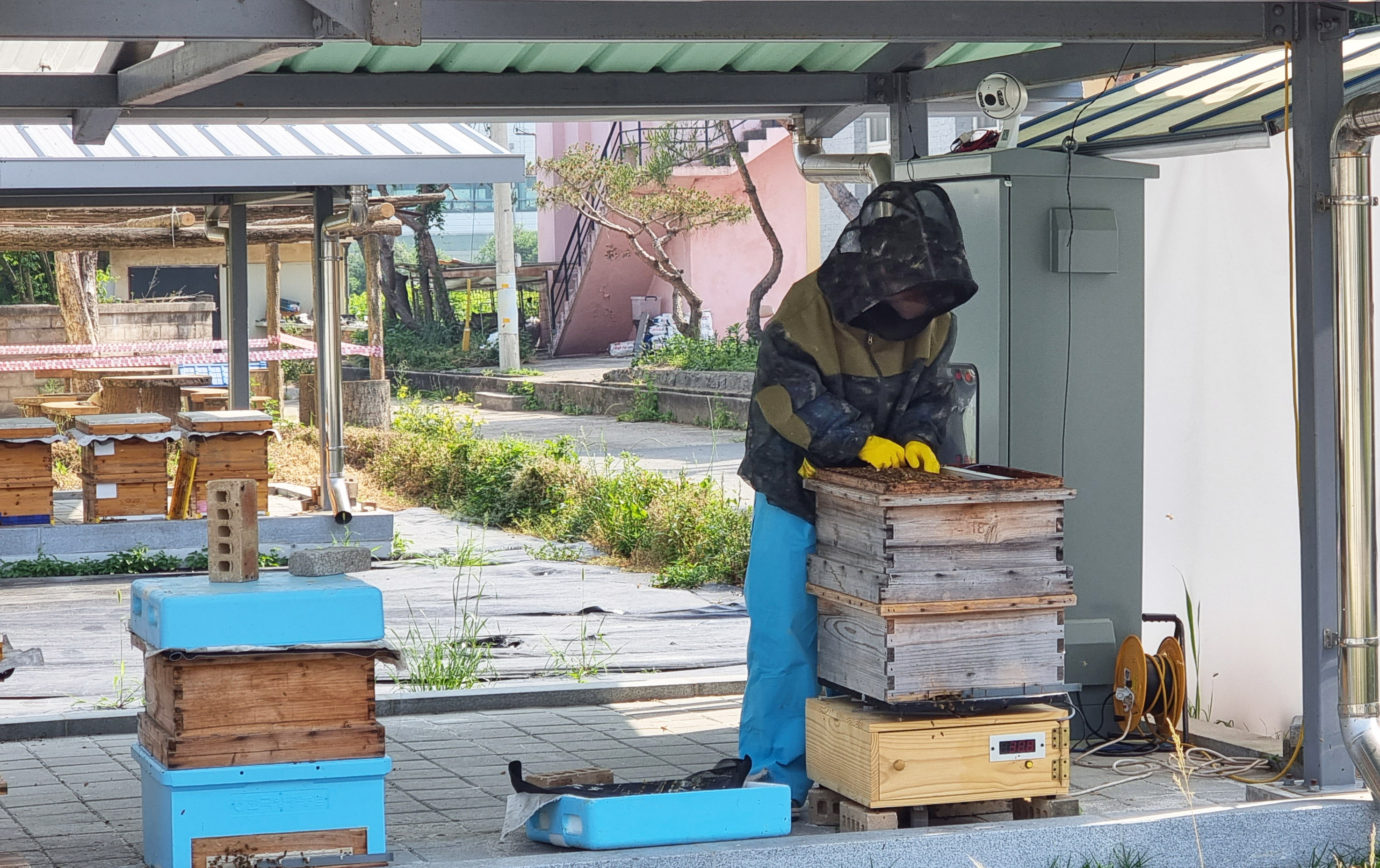 전남도는 양봉농가의 고령화와 지구온난화, 꿀벌 집단 폐사 등에 대응하기 위해 인공지능을 통한 사양관리 연구를 시작한다고 밝혔다.