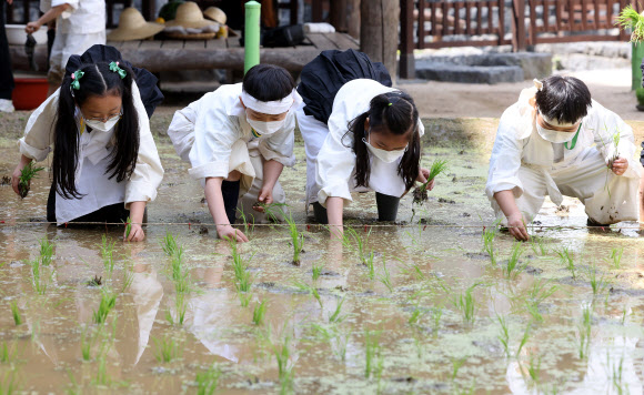 전통 농경문화 재연하는 어린이들
